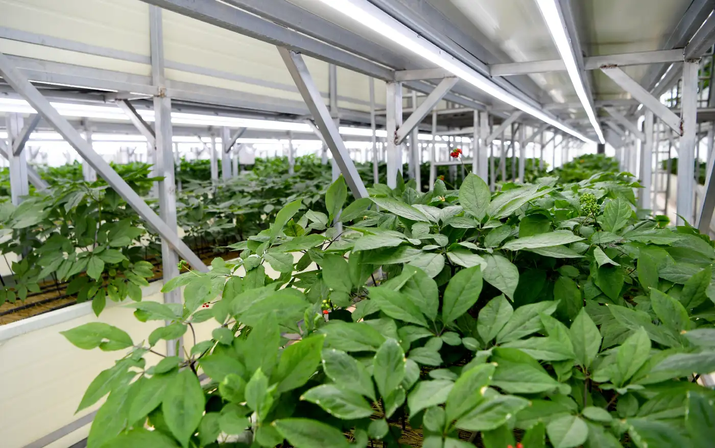 A large greenhouse filled with lots of green plants.