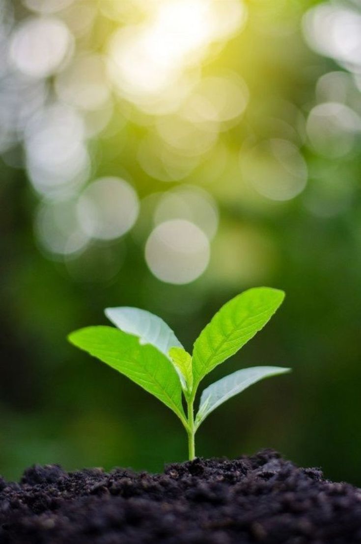 A close up of a plant with green leaves